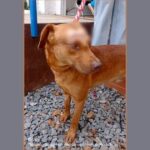 Noticias Medellín: Por agredir a un perro, hombre fue condenado en Medellín