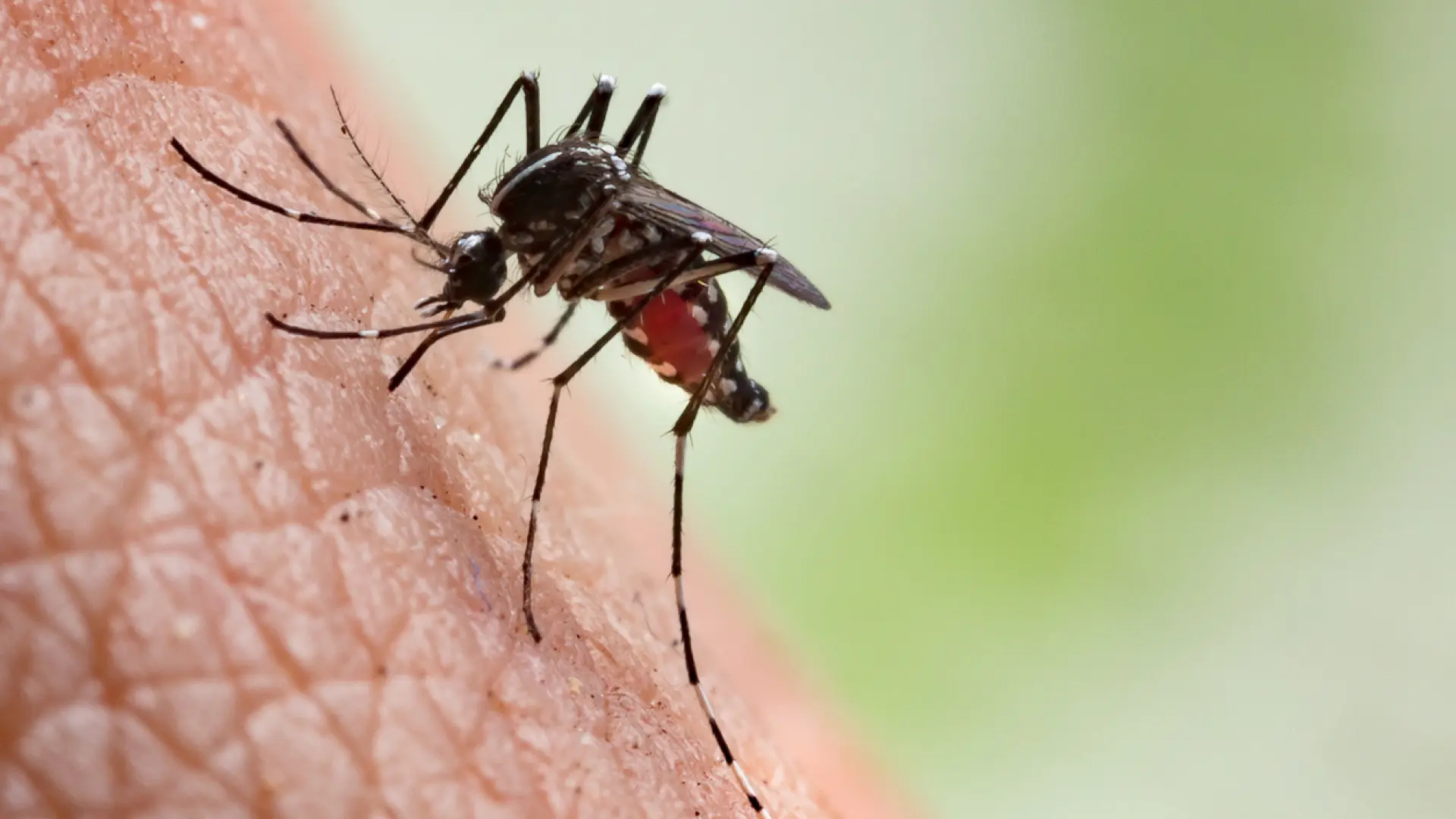 Aprueban el primer tratamiento para la malaria en bebés y niños pequeños