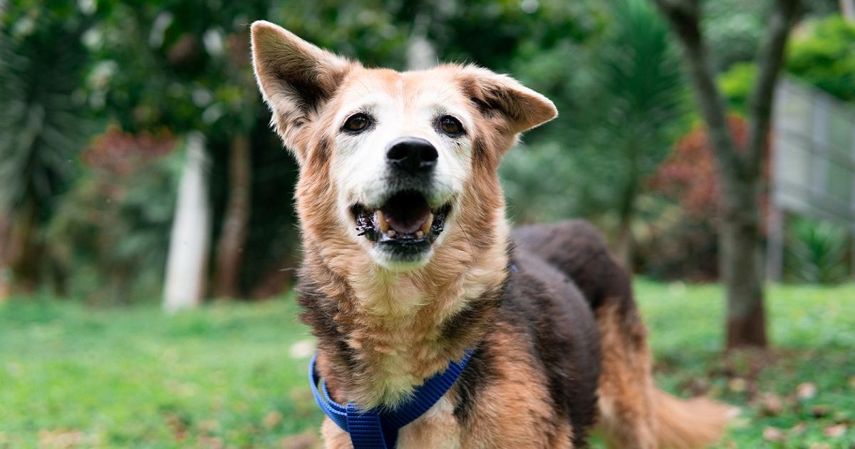 Noticias Medellín: 90 perros y gatos esperan adopción hace más de 10 años