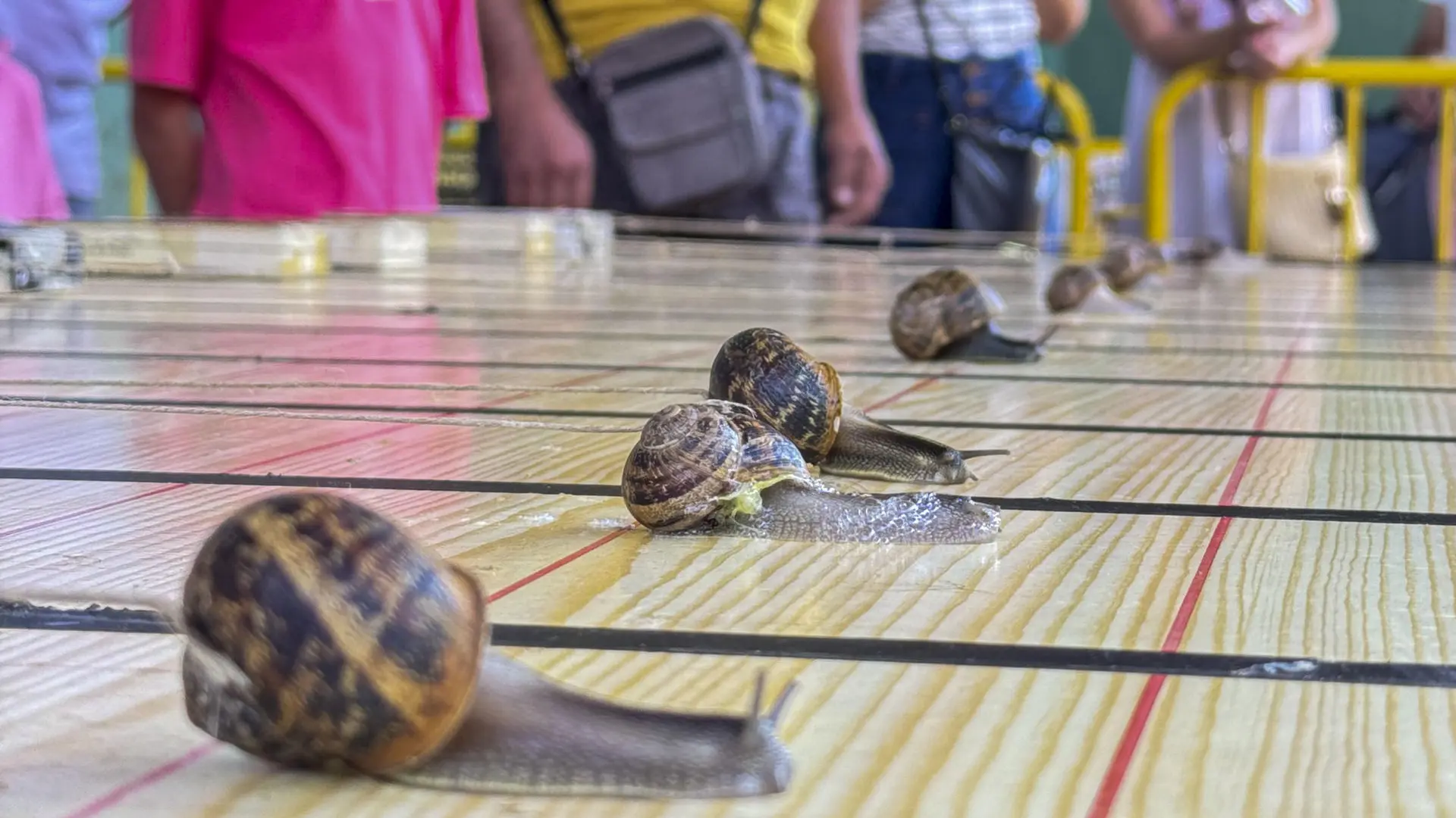 ‘Anguino’ gana la Carrera de Caracoles de Tricio tras recorrer 62 milímetros ‘Anguino’ gana la Carrera de Caracoles de Tricio tras recorrer 62 milímetros
