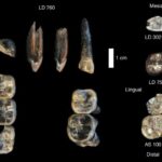 Hallan una nuevo australopithecus en Etiopía que fue coetáneo a los primeros individuos del género Homo