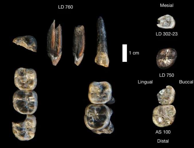Hallan una nuevo australopithecus en Etiopía que fue coetáneo a los primeros individuos del género Homo