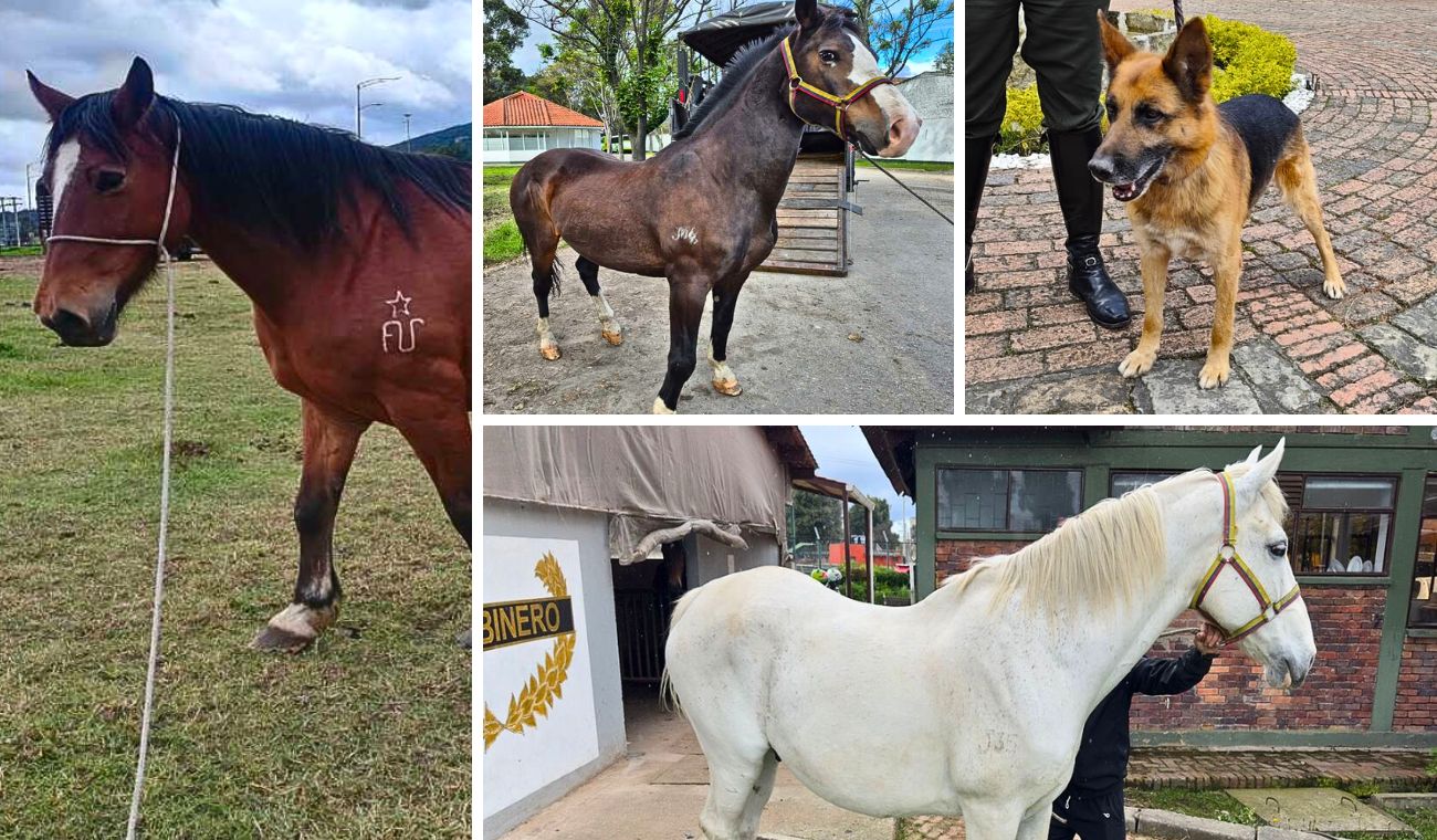 Héroes de 4 patas buscan hogar: adopción de perros y caballos retirados Héroes de 4 patas buscan hogar: adopción de perros y caballos retirados