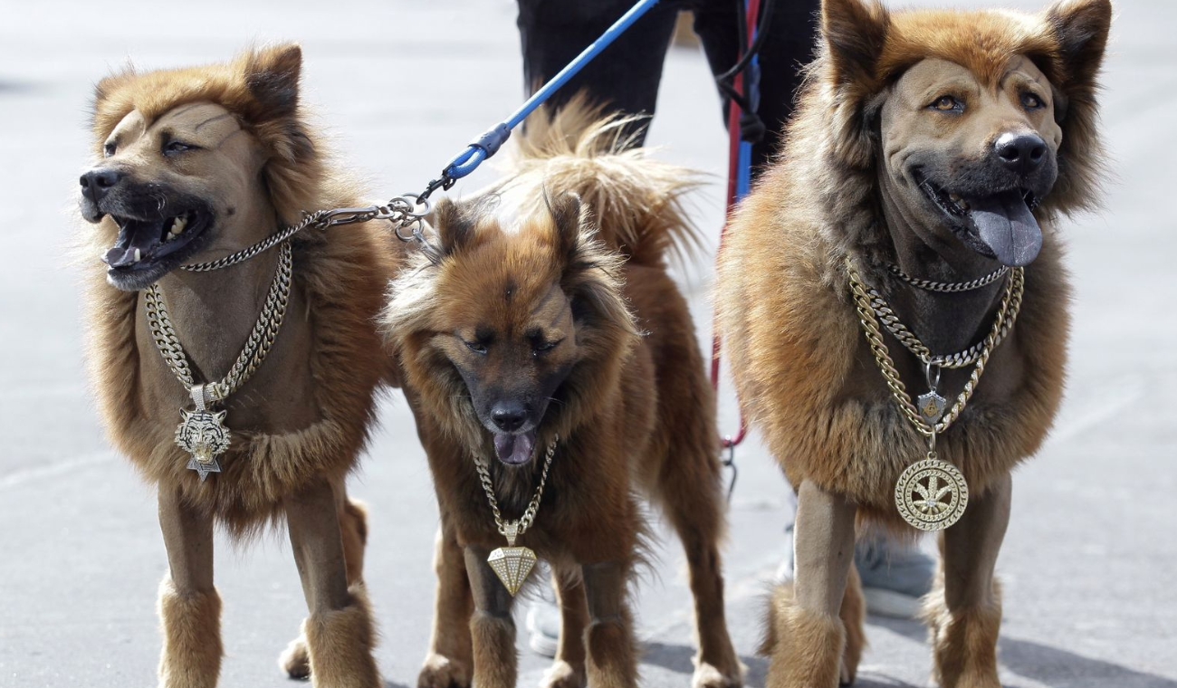 [Galería] Los animales con más estilo en Expopet 2025