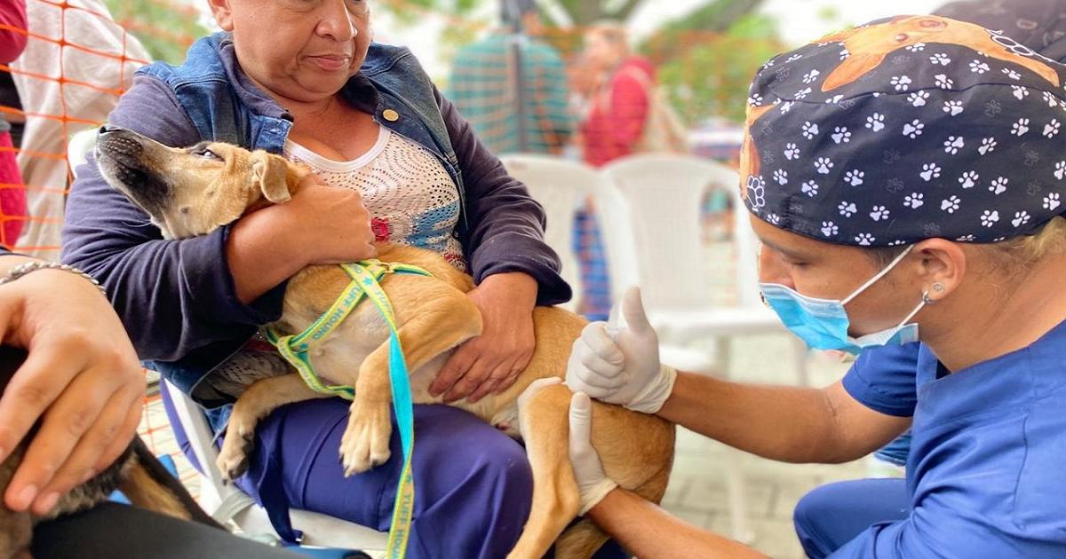 Noticias Antioquia: Realizarán más de 23 mil esterilizaciones a mascotas Noticias Antioquia: Realizarán más de 23 mil esterilizaciones a mascotas