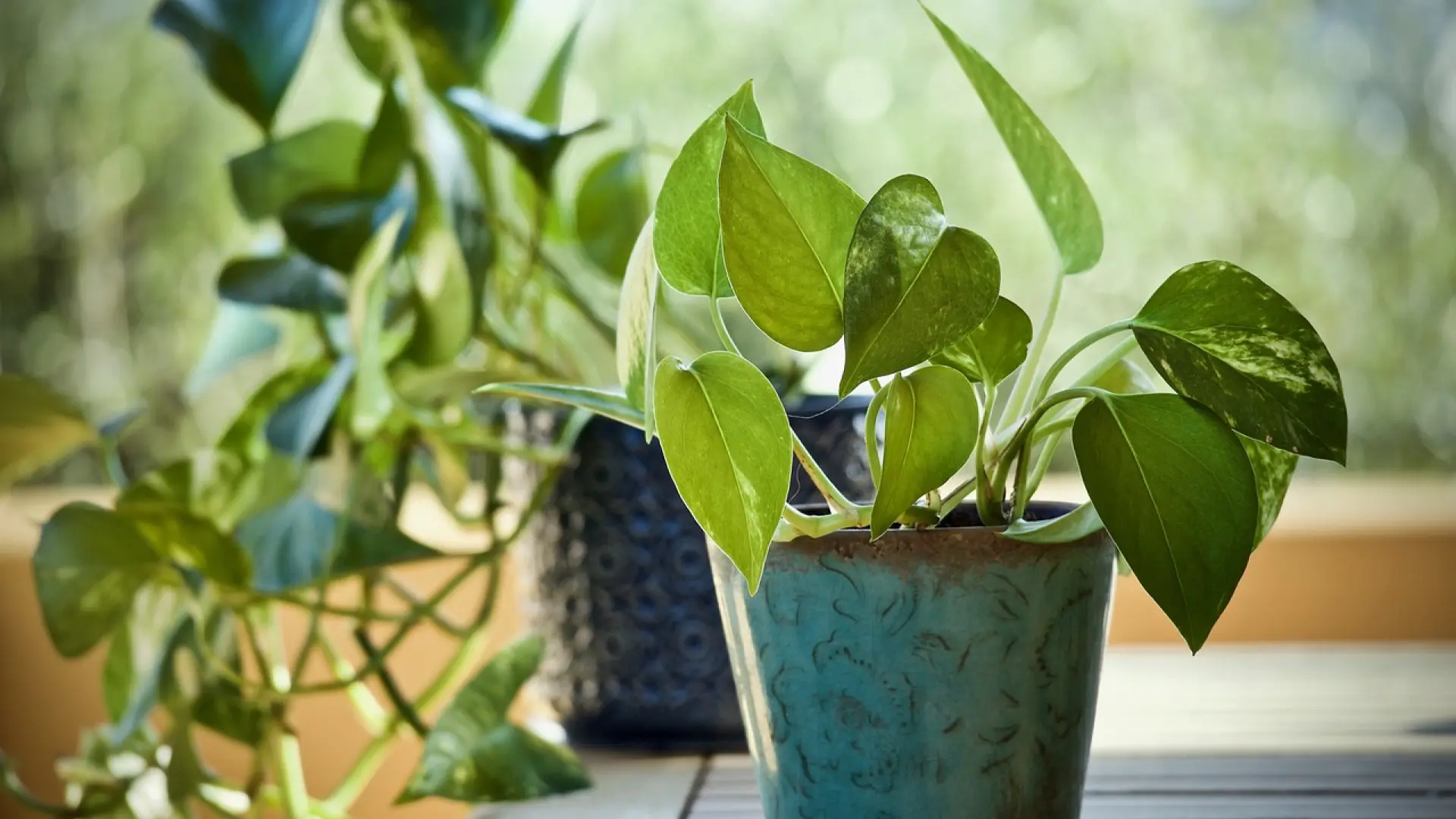 La ciencia desvela cuál es la planta capaz de eliminar las sustancias cancerígenas del aire La ciencia desvela cuál es la planta capaz de eliminar las sustancias cancerígenas del aire
