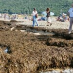 recogidas 2.000 toneladas en Noja en tres días recogidas 2.000 toneladas en Noja en tres días