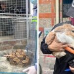 Noticias Medellín: Pretendía alimentar una culebra con conejos en Castilla