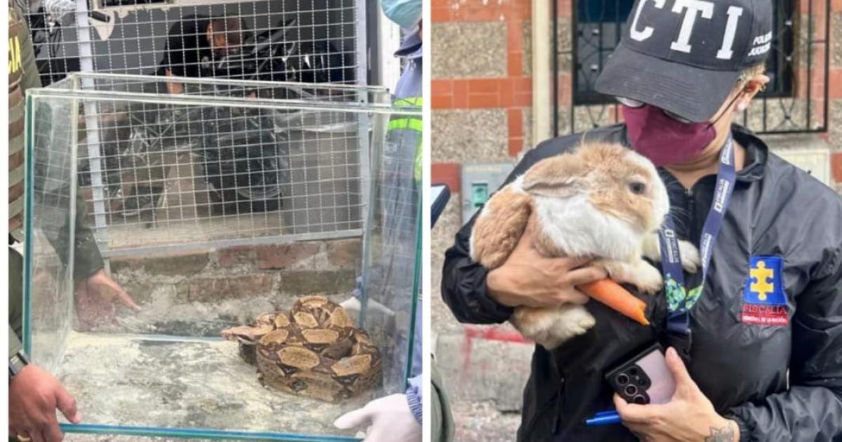 Noticias Medellín: Pretendía alimentar una culebra con conejos en Castilla Noticias Medellín: Pretendía alimentar una culebra con conejos en Castilla