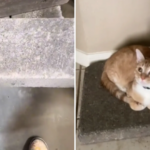 ¿Por qué hay gatos obsesionados con las losas de hormigón? Una moda viral que tiene su lógica felina