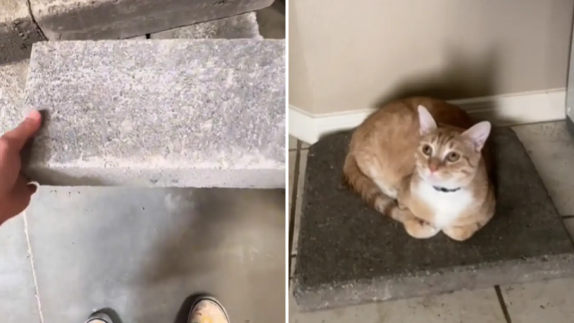 ¿Por qué hay gatos obsesionados con las losas de hormigón? Una moda viral que tiene su lógica felina