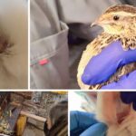 Rescatan en Engativá cinco animales de granja en pésimas condiciones