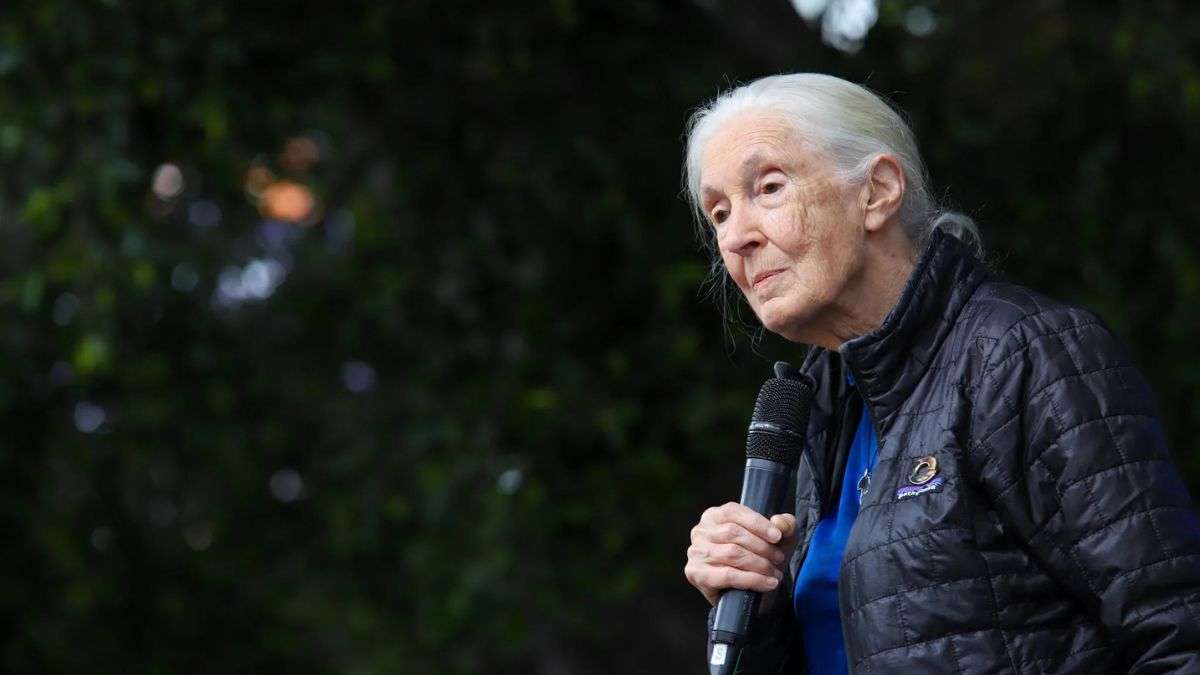 Muere a los 91 años Jane Goodall, la científica que dio voz a los chimpancés