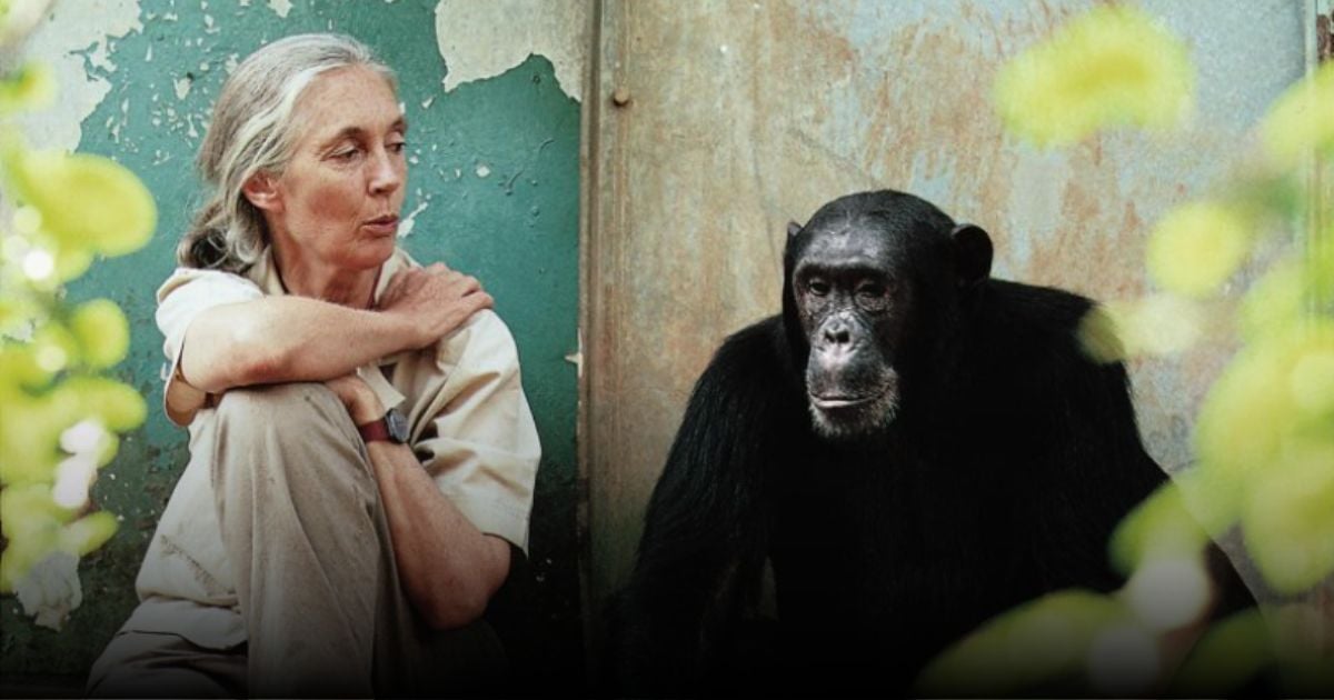 Se apagó el corazón de Jane Goodall, quien dedicó su vida a mostrar que los animales aman y sufren