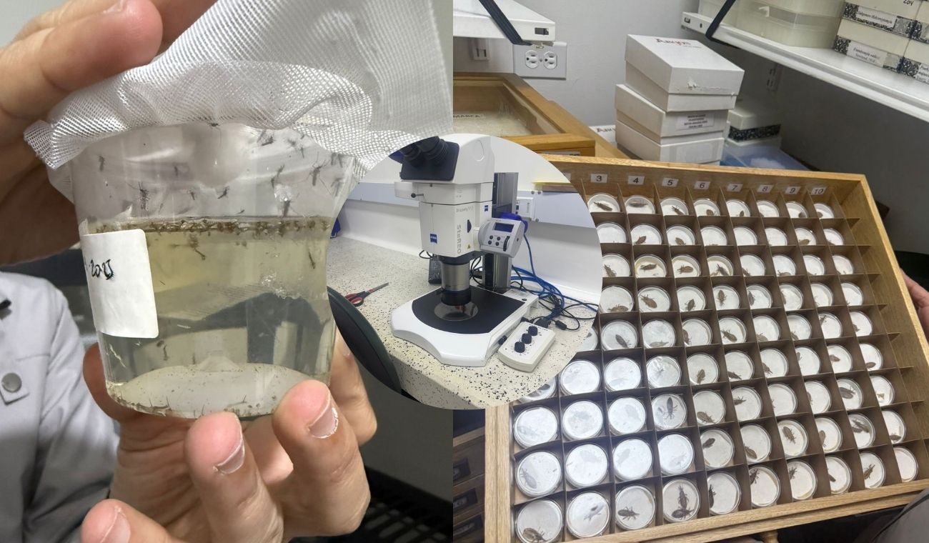 ¡Escudo anti-dengue! Rey estrena logro clave contra la fiebre amarilla ¡Escudo anti-dengue! Rey estrena logro clave contra la fiebre amarilla