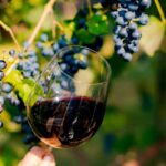 Guía Vinos Gourmets 2026: estos son los vinos españoles que arrasan con 100 puntos Guía Vinos Gourmets 2026: estos son los vinos españoles que arrasan con 100 puntos