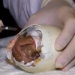 Ámbar, la nueva cóndor que llena de orgullo a Colombia