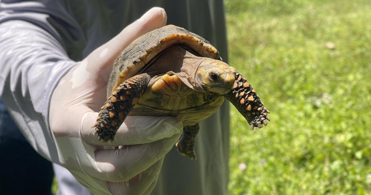 Noticias Medellín: Medellín trasladó 140 tortugas a su verdadero hogar