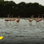 La preocupante razón por la que aparecieron flamencos en Cartagena