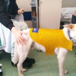 ¿Siempre quieren caricias? Un estudio revela la importancia de dar elección a los perros de terapia