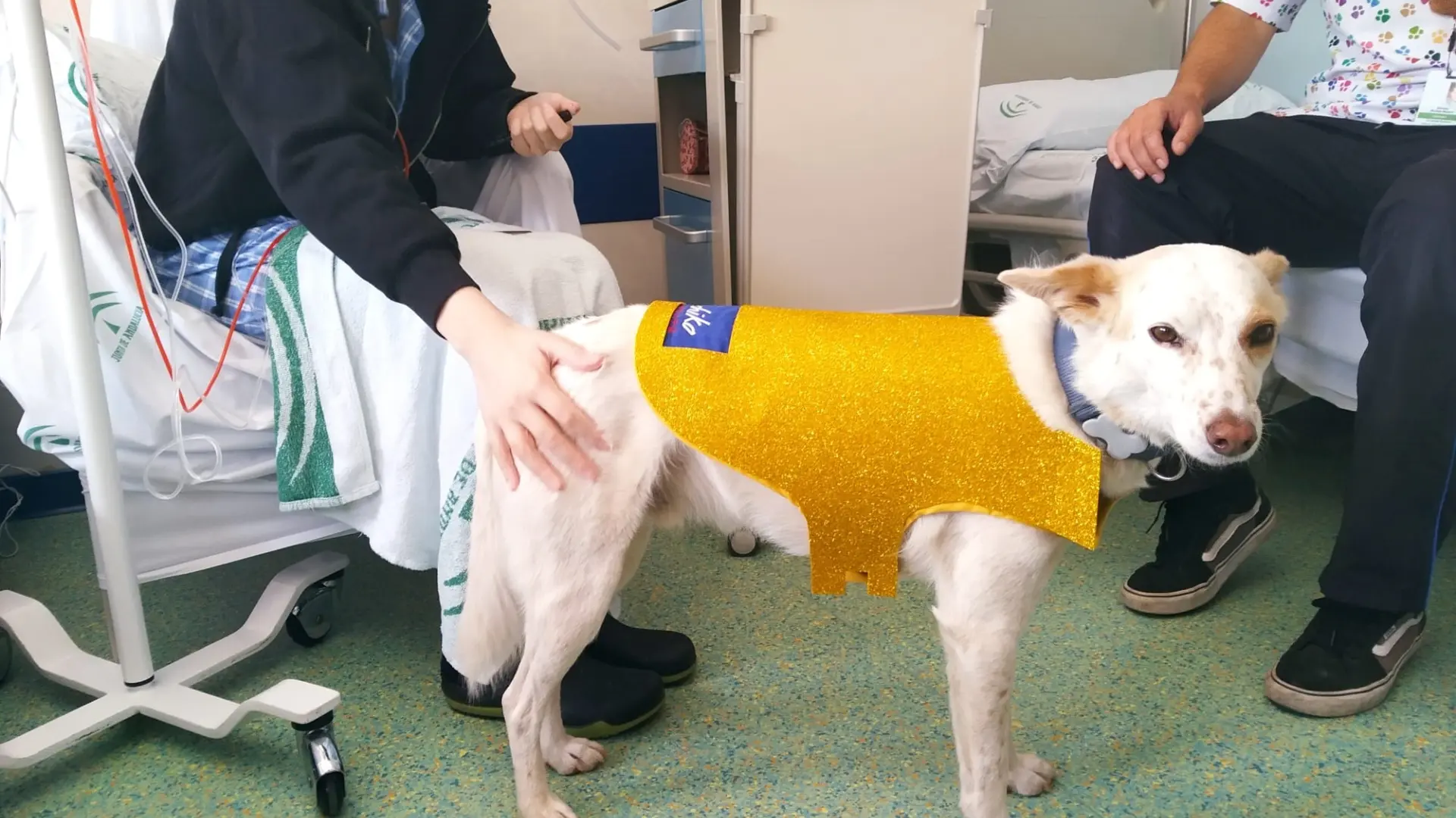 ¿Siempre quieren caricias? Un estudio revela la importancia de dar elección a los perros de terapia