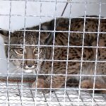 Liberados dos nuevos ejemplares de lince ibérico en Lora del Río