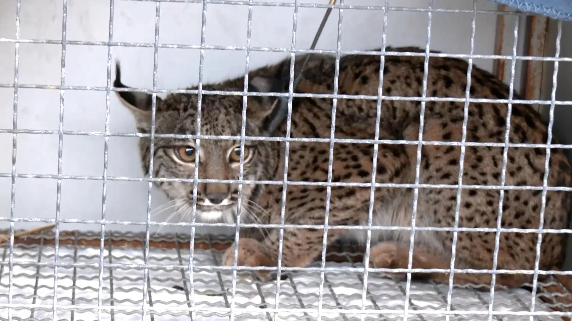Liberados dos nuevos ejemplares de lince ibérico en Lora del Río Liberados dos nuevos ejemplares de lince ibérico en Lora del Río