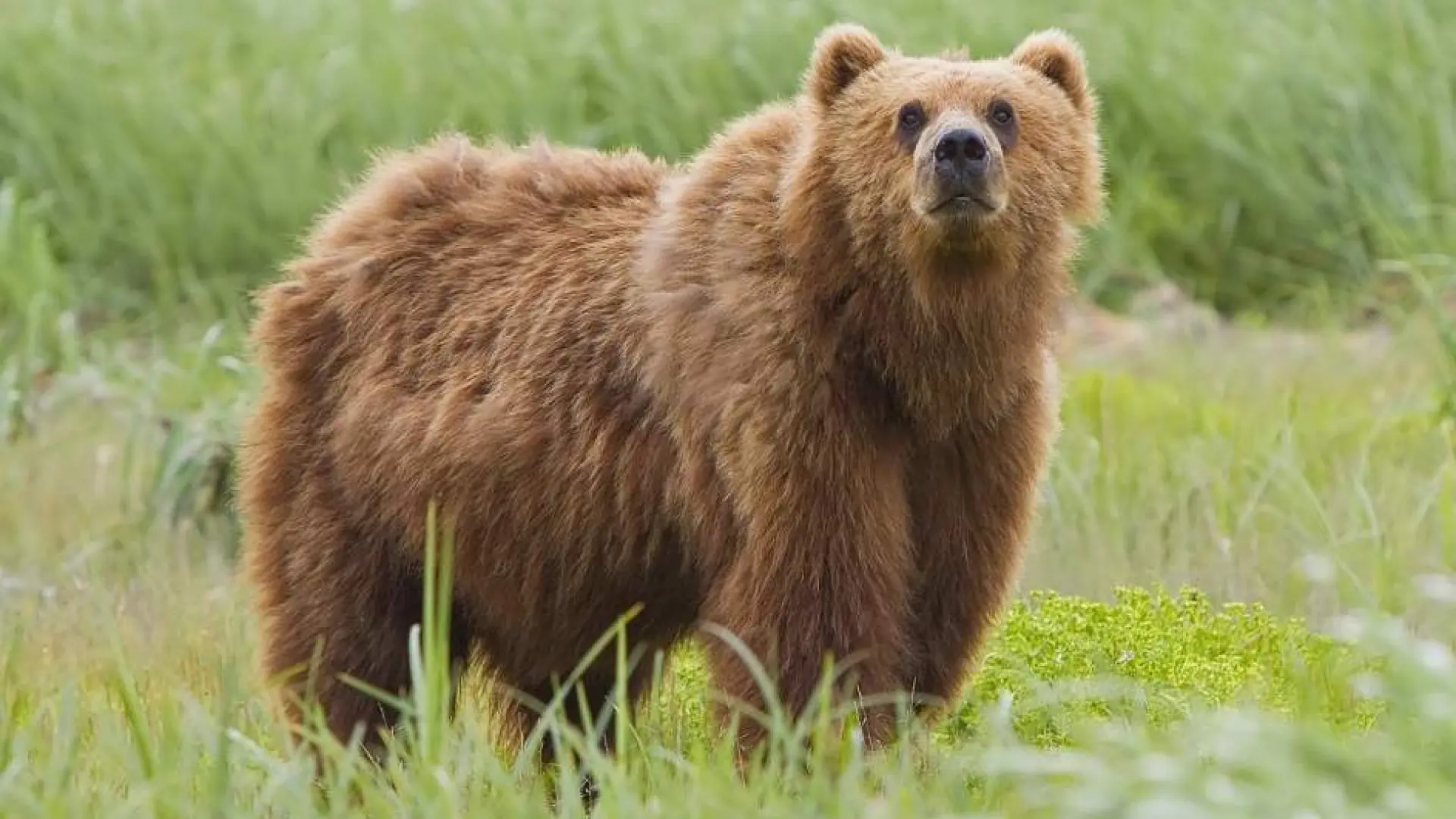 Dos soldados estadounidenses resultan heridos por el ataque de un oso en Alaska
