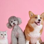 El Parlamento Europeo aprueba la primera ley comunitaria de bienestar para perros y gatos