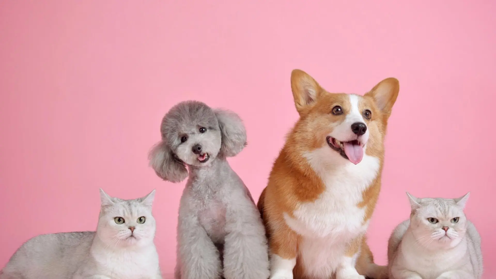 El Parlamento Europeo aprueba la primera ley comunitaria de bienestar para perros y gatos El Parlamento Europeo aprueba la primera ley comunitaria de bienestar para perros y gatos