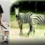 El día que Pablo Escobar mandó pintar unos burros viejos para cambiarlos por cebras que le decomisaron El día que Pablo Escobar mandó pintar unos burros viejos para cambiarlos por cebras que le decomisaron