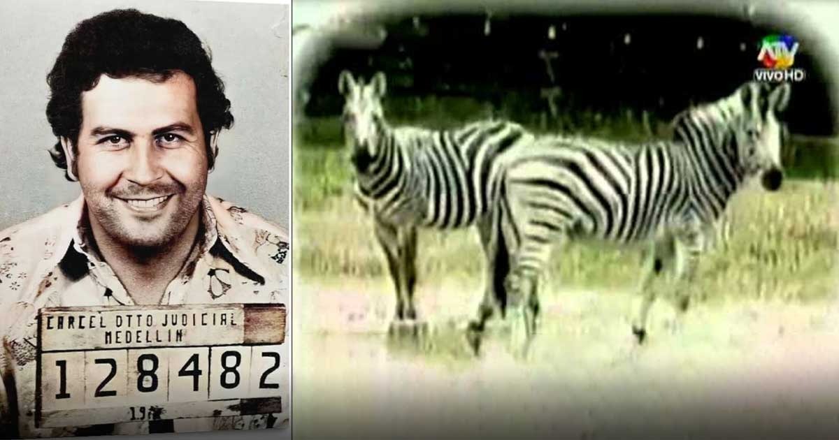 El día que Pablo Escobar mandó pintar unos burros viejos para cambiarlos por cebras que le decomisaron El día que Pablo Escobar mandó pintar unos burros viejos para cambiarlos por cebras que le decomisaron