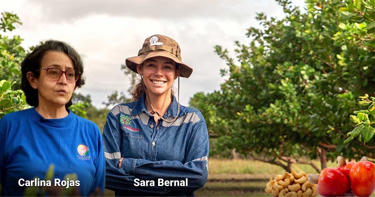 En plena Orinoquía el cultivo de la fina nuez del marañón florece con un gran potencial exportador En plena Orinoquía el cultivo de la fina nuez del marañón florece con un gran potencial exportador
