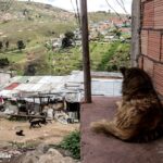 Estas son las Localidades de Bogotá donde hay más perros callejeros abandonados por sus dueños