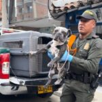 Girardota refuerza acciones de bienestar animal y atiende casos recientes con apoyo de autoridades ambientales. Girardota refuerza acciones de bienestar animal y atiende casos recientes con apoyo de autoridades ambientales.