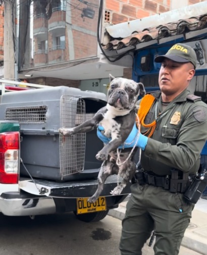 Girardota refuerza acciones de bienestar animal y atiende casos recientes con apoyo de autoridades ambientales. Girardota refuerza acciones de bienestar animal y atiende casos recientes con apoyo de autoridades ambientales.