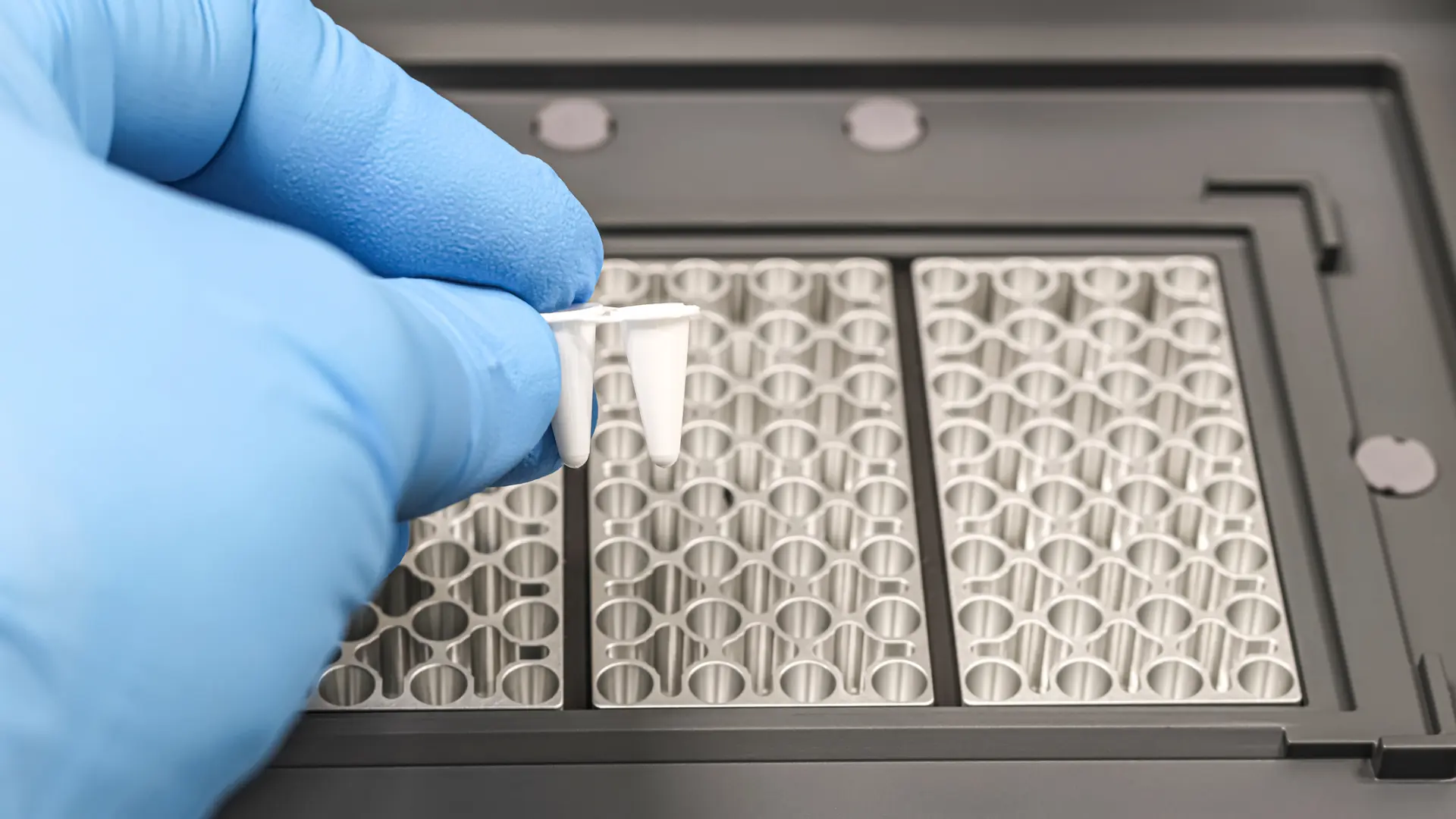 Cómo funciona la RT-PCR con la que se diagnostica el hantavirus Cómo funciona la RT-PCR con la que se diagnostica el hantavirus