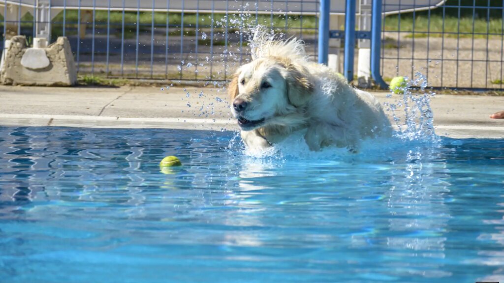 Cómo mantener frescos a tus perros en las olas de calor y por qué no deberías nunca darles hielo, según los veterinarios