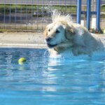 Cómo mantener frescos a tus perros en las olas de calor y por qué no deberías nunca darles hielo, según los veterinarios