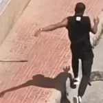 Detenido y expulsado de España un hombre por matar a Nala, la gata de su expareja, a patadas y palazos Detenido y expulsado de España un hombre por matar a Nala, la gata de su expareja, a patadas y palazos