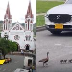 La angustiosa travesía de unos patos en La Ceja en busca de un humedal en medio de una selva de cemento La angustiosa travesía de unos patos en La Ceja en busca de un humedal en medio de una selva de cemento