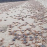 Miles de cangrejos patudos afloran en las playas de las islas Cíes, Ons, Sálvora y Cortegada Miles de cangrejos patudos afloran en las playas de las islas Cíes, Ons, Sálvora y Cortegada