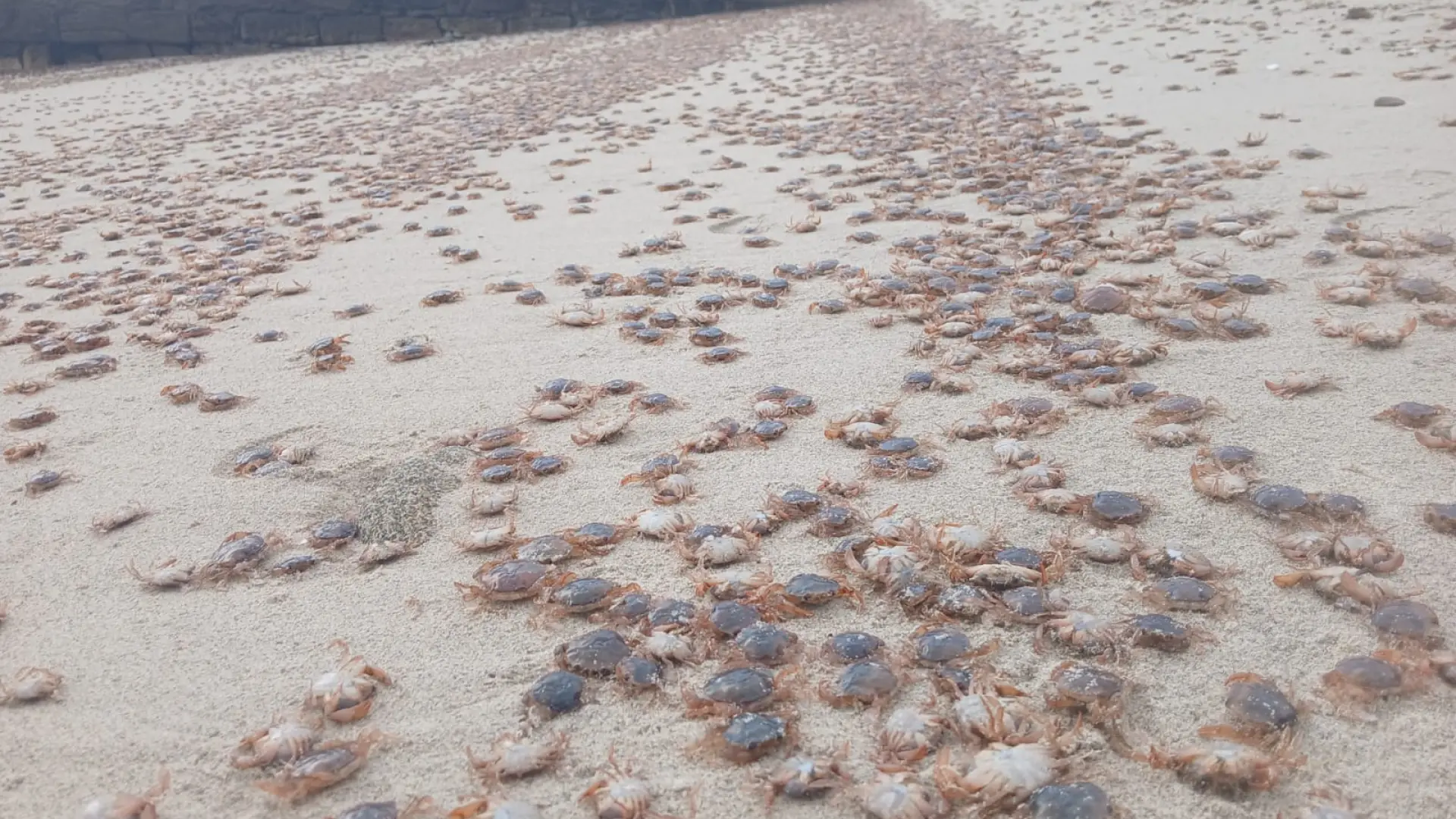 Miles de cangrejos patudos afloran en las playas de las islas Cíes, Ons, Sálvora y Cortegada Miles de cangrejos patudos afloran en las playas de las islas Cíes, Ons, Sálvora y Cortegada