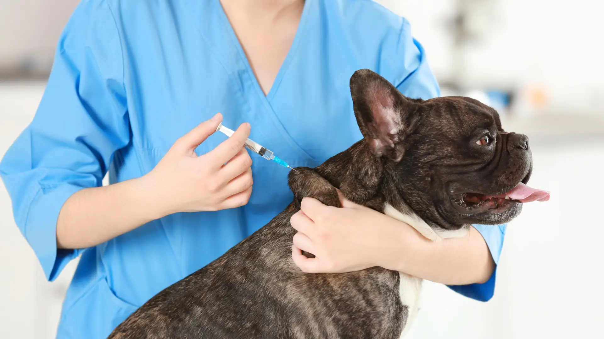 ¿Se sobrevacuna a las mascotas? Los expertos advierten de los riesgos que podrían afectar a su sistema inmunitario ¿Se sobrevacuna a las mascotas? Los expertos advierten de los riesgos que podrían afectar a su sistema inmunitario