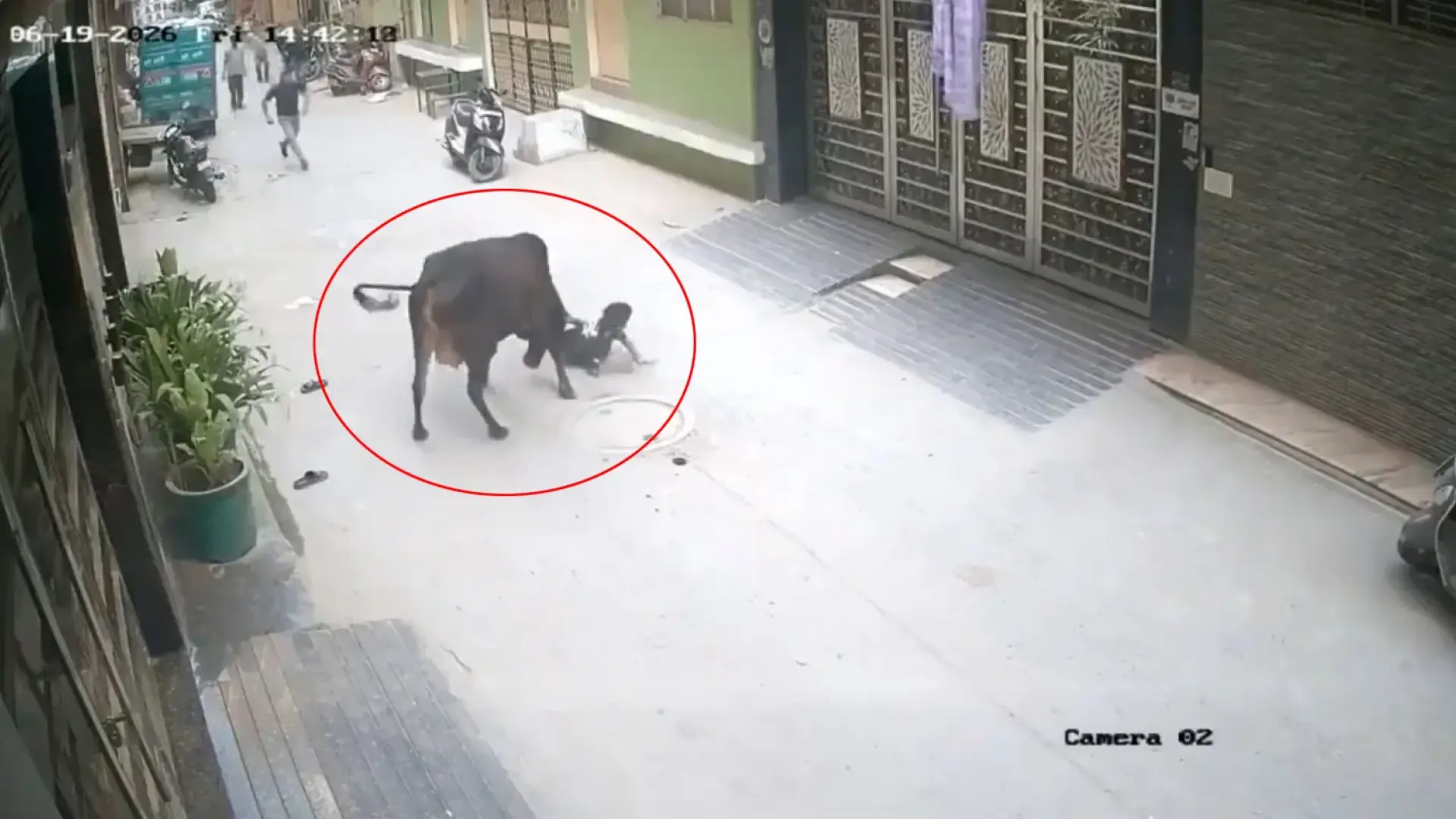 El momento en el que una vaca embiste y deja herido a un niño en la India hasta que un heroico testigo lo salva El momento en el que una vaca embiste y deja herido a un niño en la India hasta que un heroico testigo lo salva