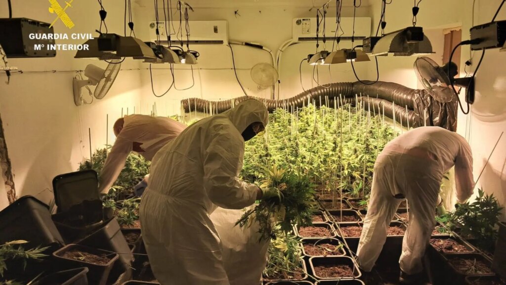 Tres detenidos con 710 plantas de marihuana en Lebrija (Sevilla) tras el «fuerte olor» que desprendía su vivienda