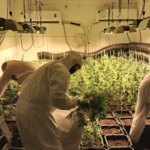 Tres detenidos con 710 plantas de marihuana en Lebrija (Sevilla) tras el «fuerte olor» que desprendía su vivienda Tres detenidos con 710 plantas de marihuana en Lebrija (Sevilla) tras el «fuerte olor» que desprendía su vivienda