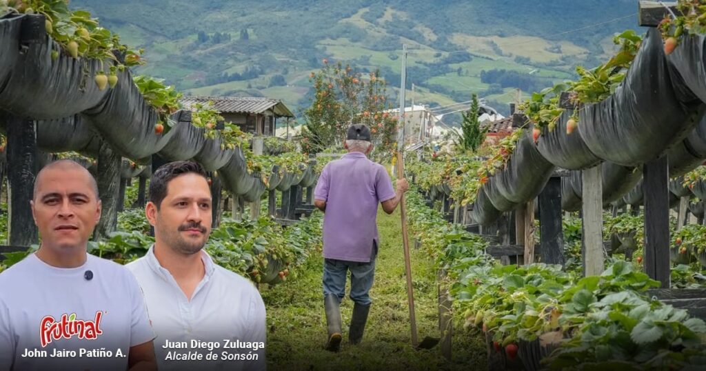 Así logró Sonsón multiplicar por diez su producción de fresas y convertirse en fenómeno agrícola paisa Así logró Sonsón multiplicar por diez su producción de fresas y convertirse en fenómeno agrícola paisa