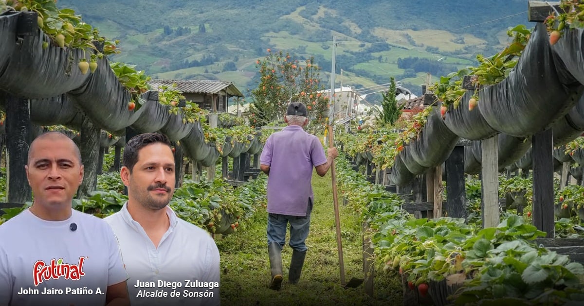 Así logró Sonsón multiplicar por diez su producción de fresas y convertirse en fenómeno agrícola paisa Así logró Sonsón multiplicar por diez su producción de fresas y convertirse en fenómeno agrícola paisa