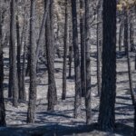 El incendio de La Mierla alcanza ya las 26.000 hectáreas calcinadas y la buena evolución en Orés permite a los vecinos volver a sus casas